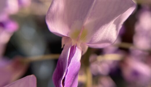 フジの花の拡大