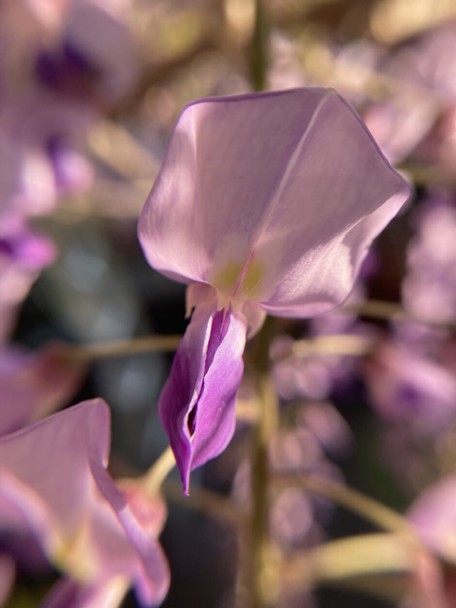 藤花