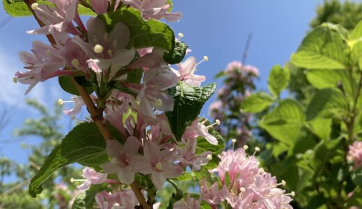 タニウツギが開花しました。