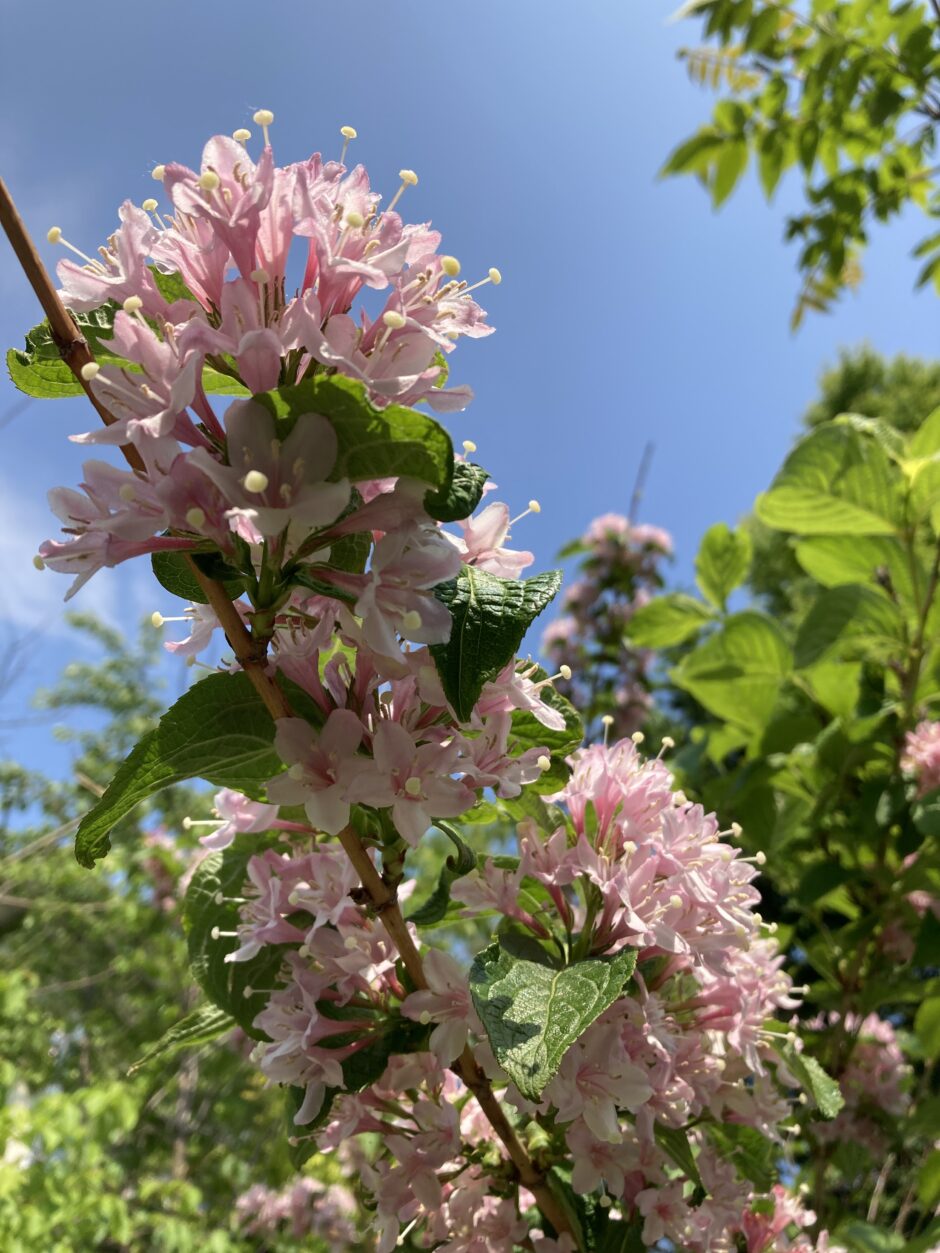 タニウツギの開花