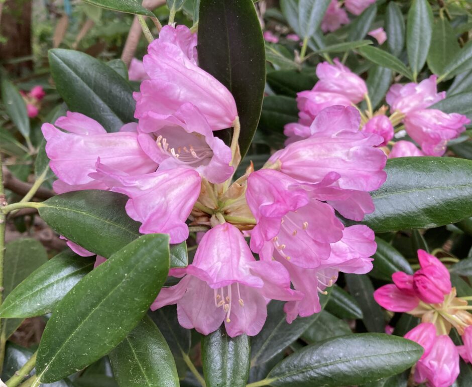 シャクナゲの花