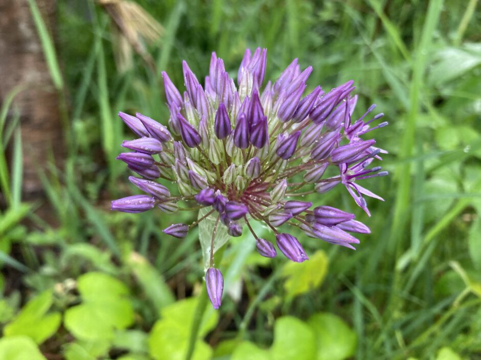 アリウムの花