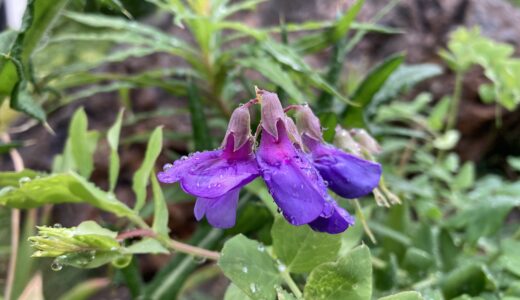 ハマエンドウの花が咲いています。