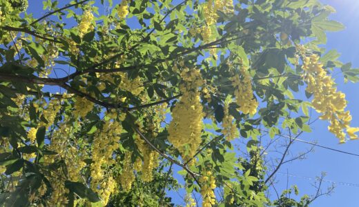 キングサリはまだ花期後半