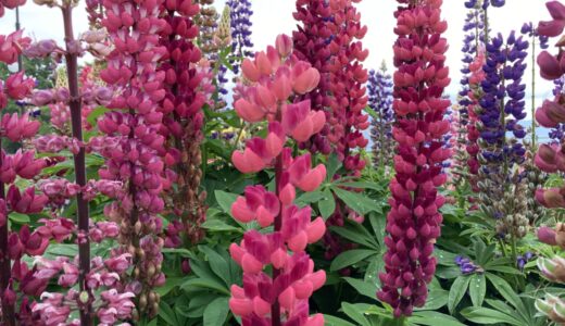 Lupinus