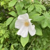 white-rosa-grouka