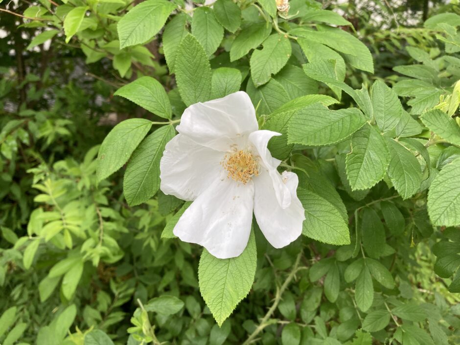 white-rosa-grouka