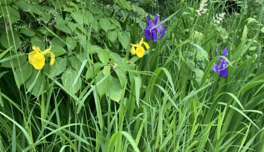 カキツバタとキショウブ