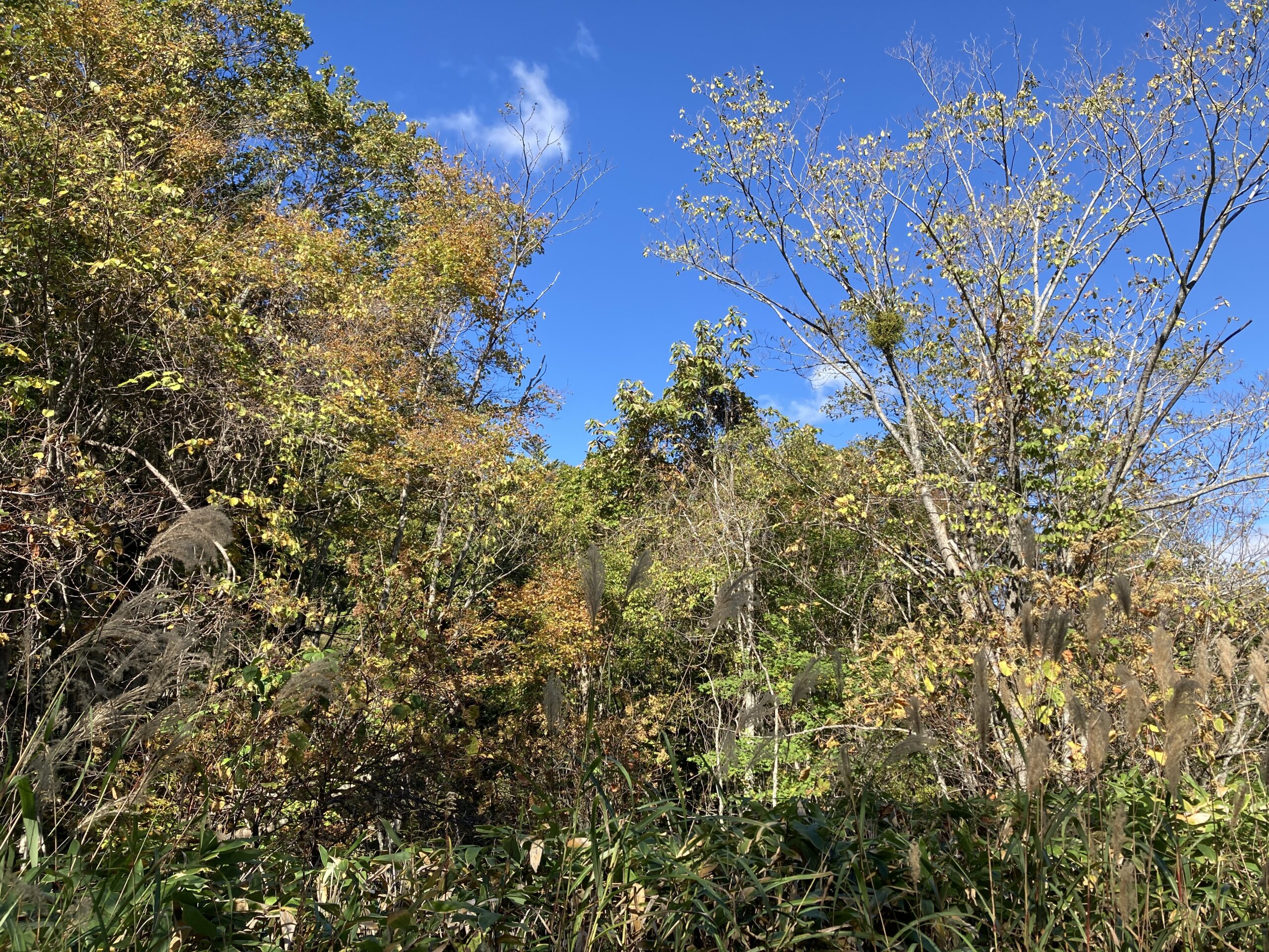 紅葉の空沼岳登山