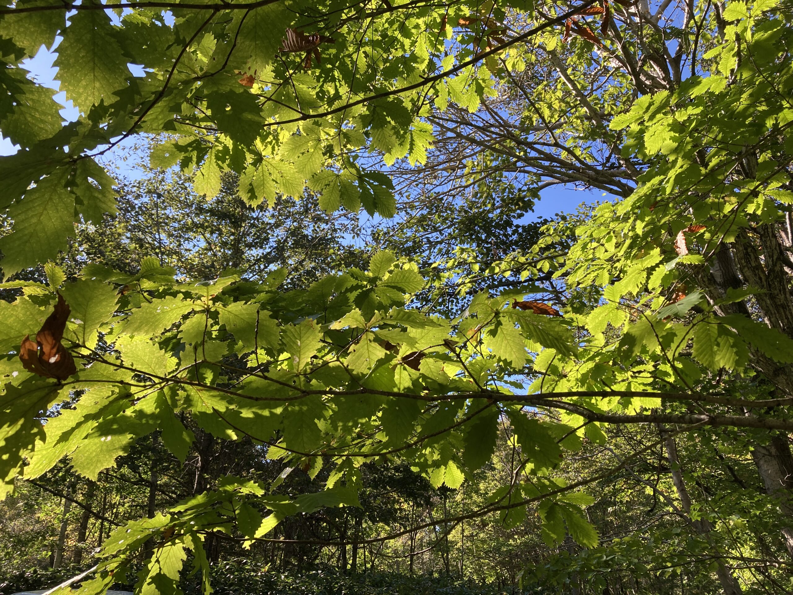 コナラ紅葉の空沼岳登山