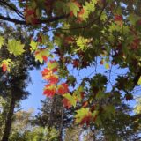 ハウチワカエデ紅葉の空沼岳登山