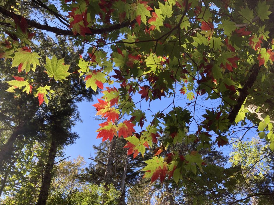 ハウチワカエデ紅葉の空沼岳登山