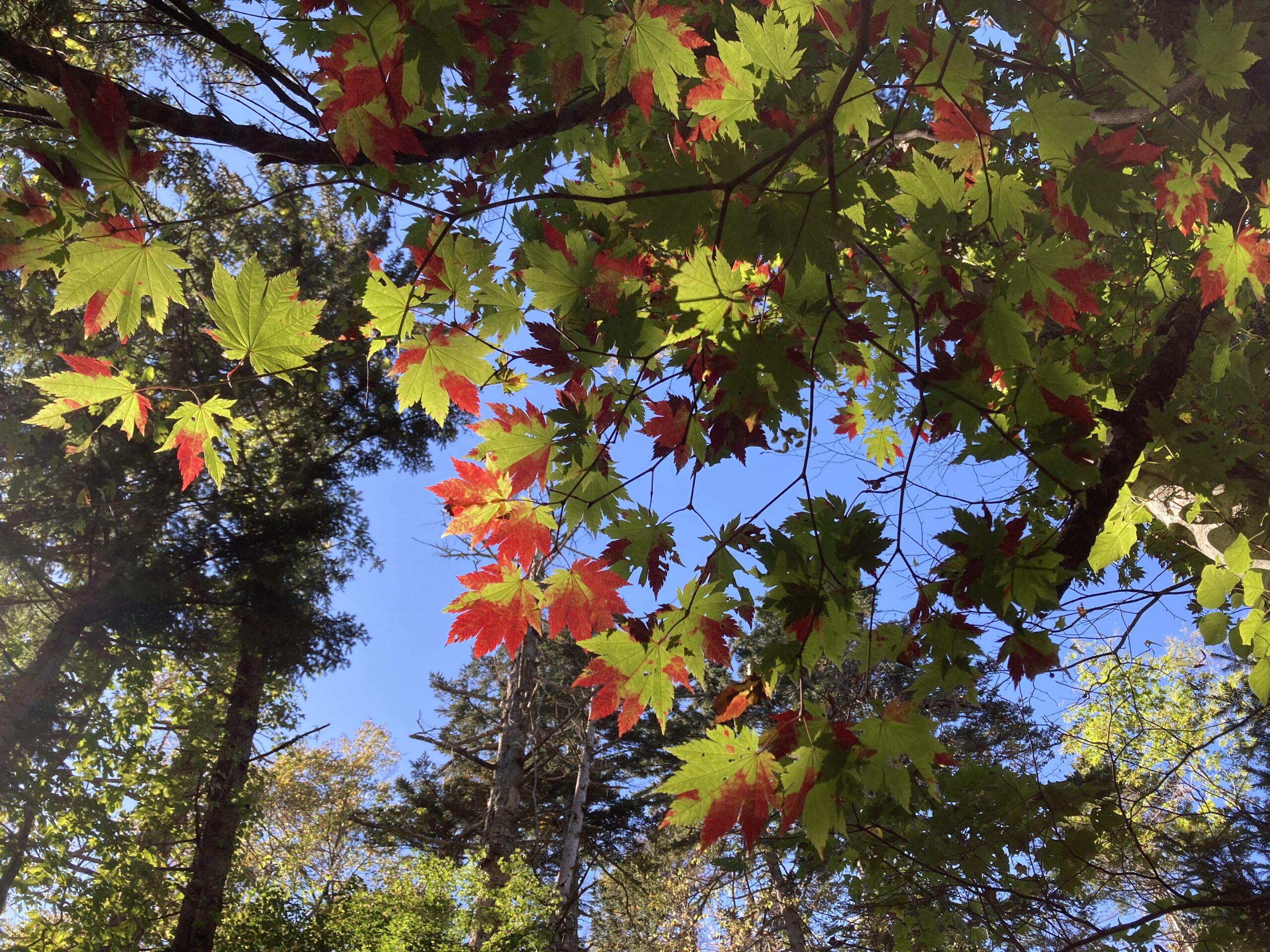 ハウチワカエデ紅葉の空沼岳登山