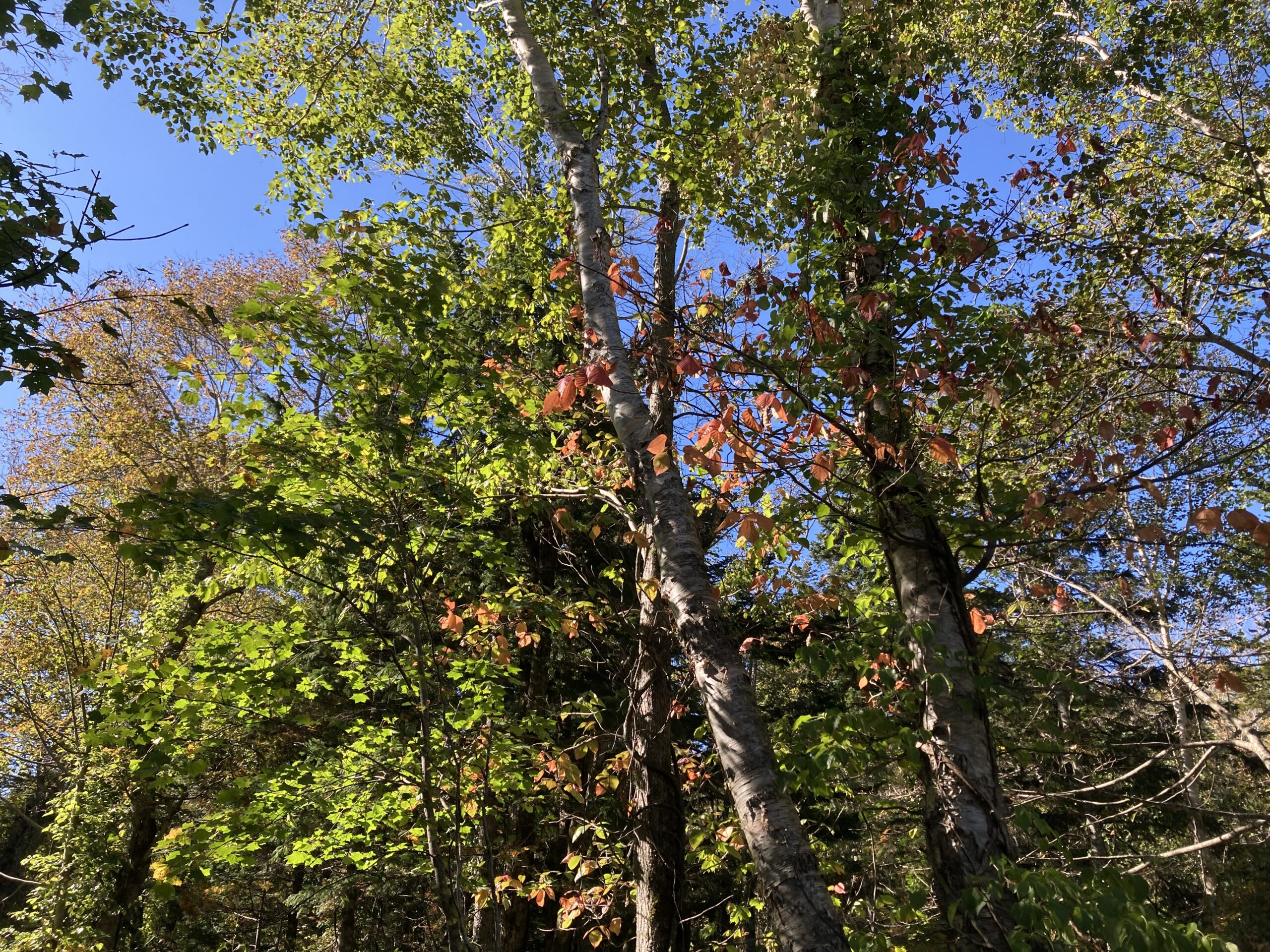 紅葉の空沼岳登山