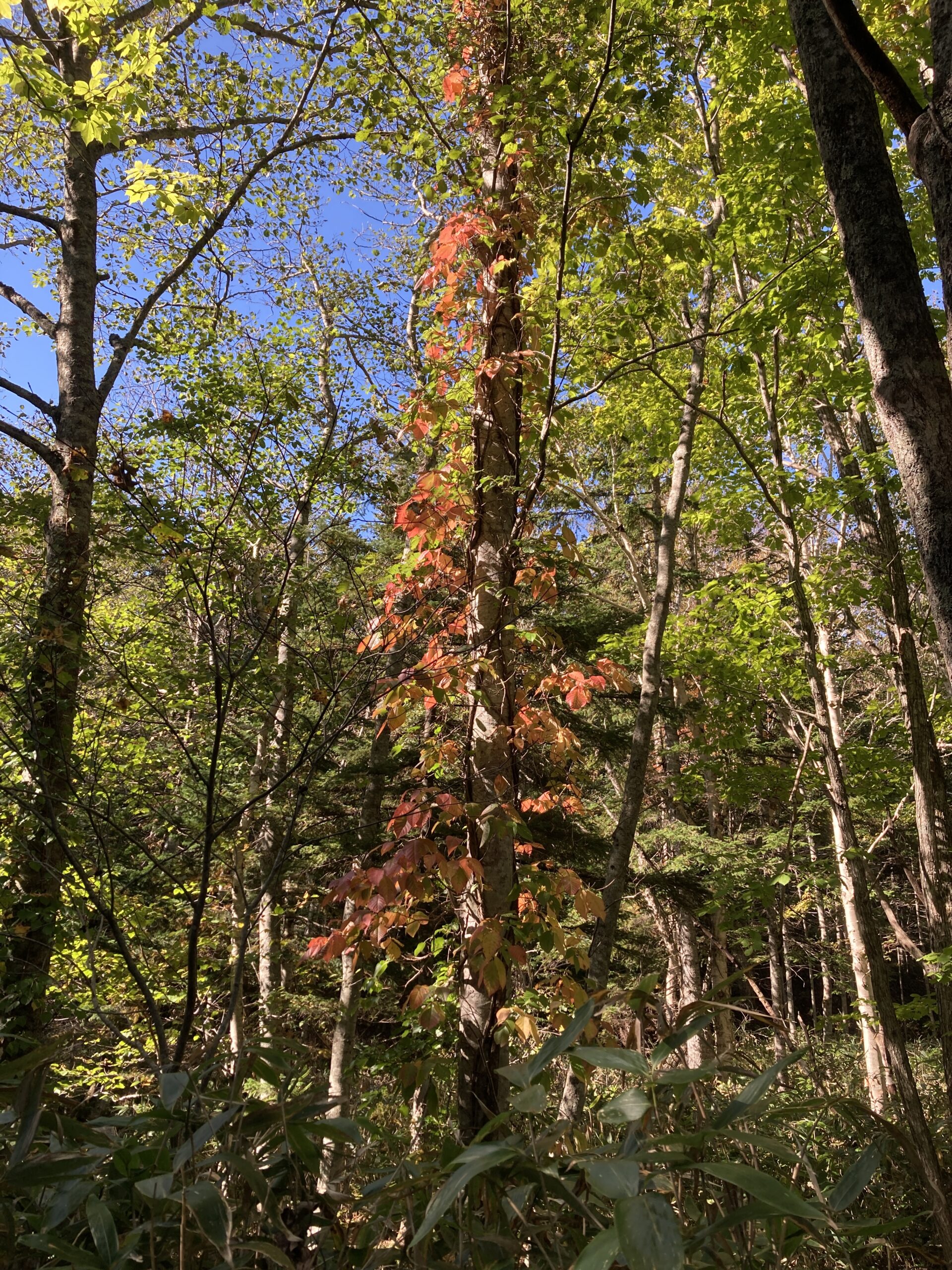 紅葉の空沼岳登山