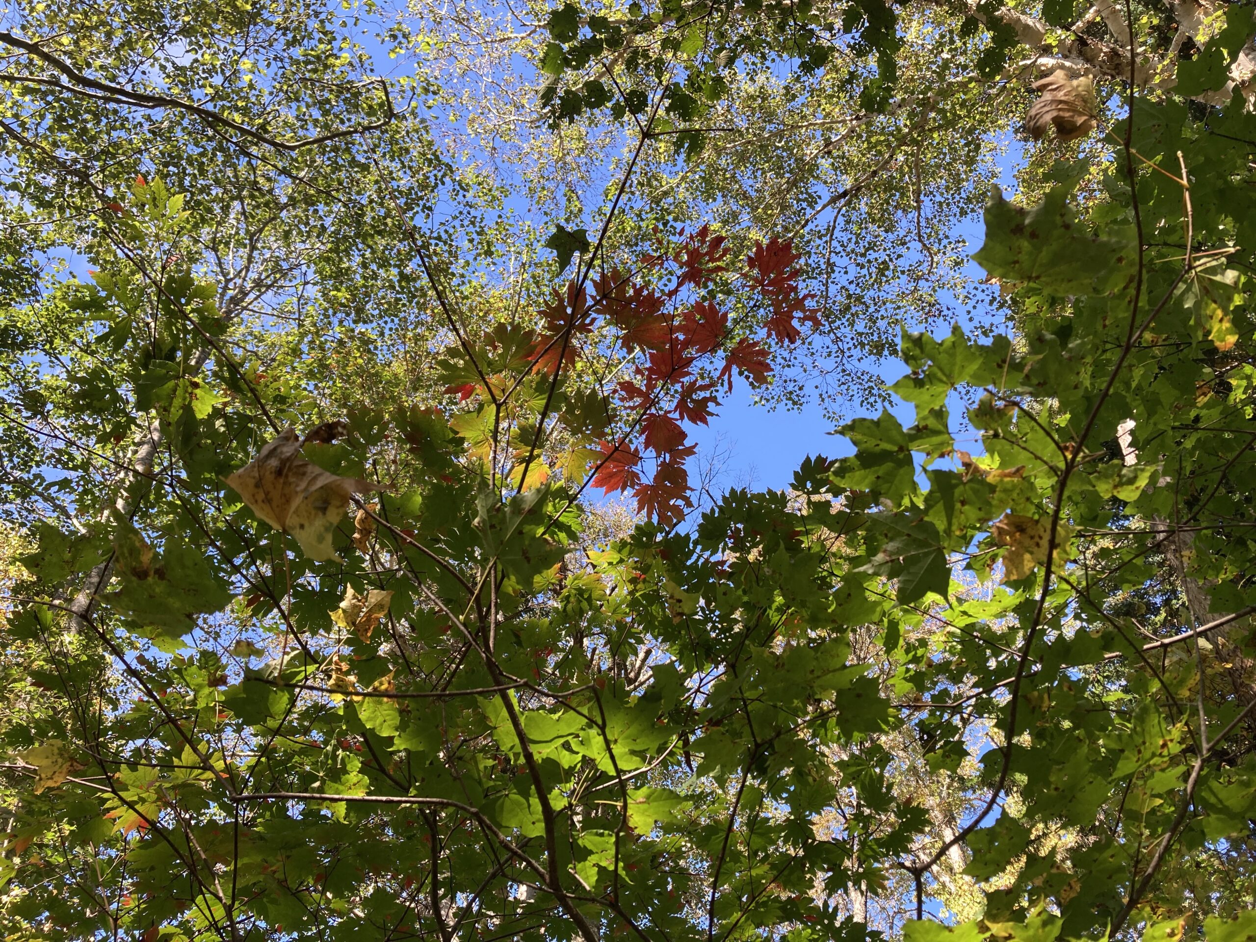 紅葉の空沼岳登山