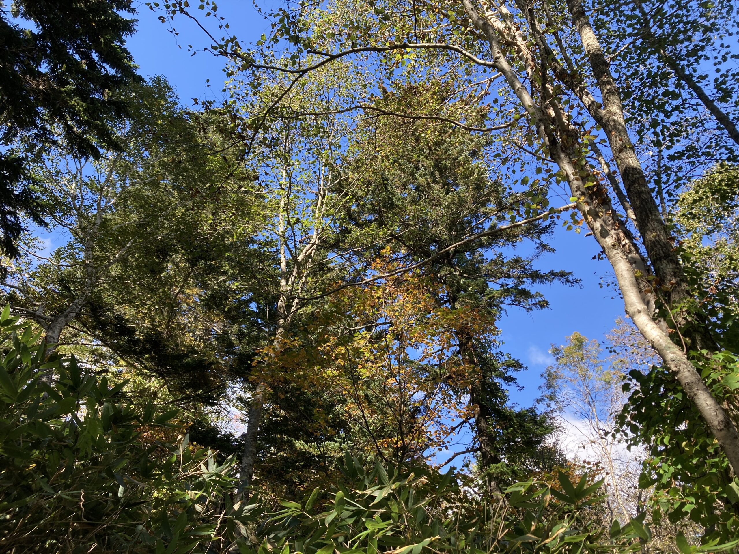 紅葉の空沼岳登山