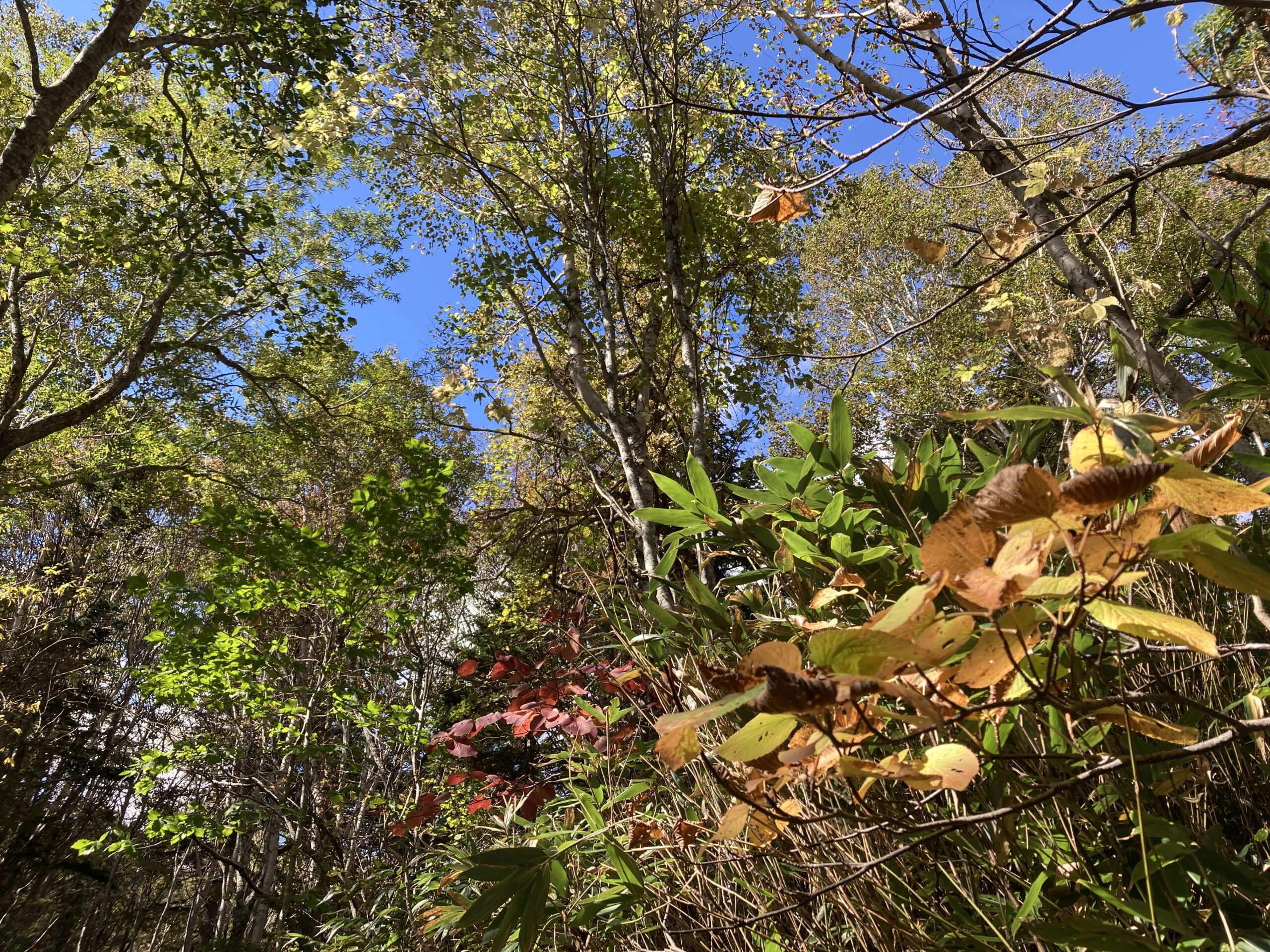 紅葉の空沼岳登山