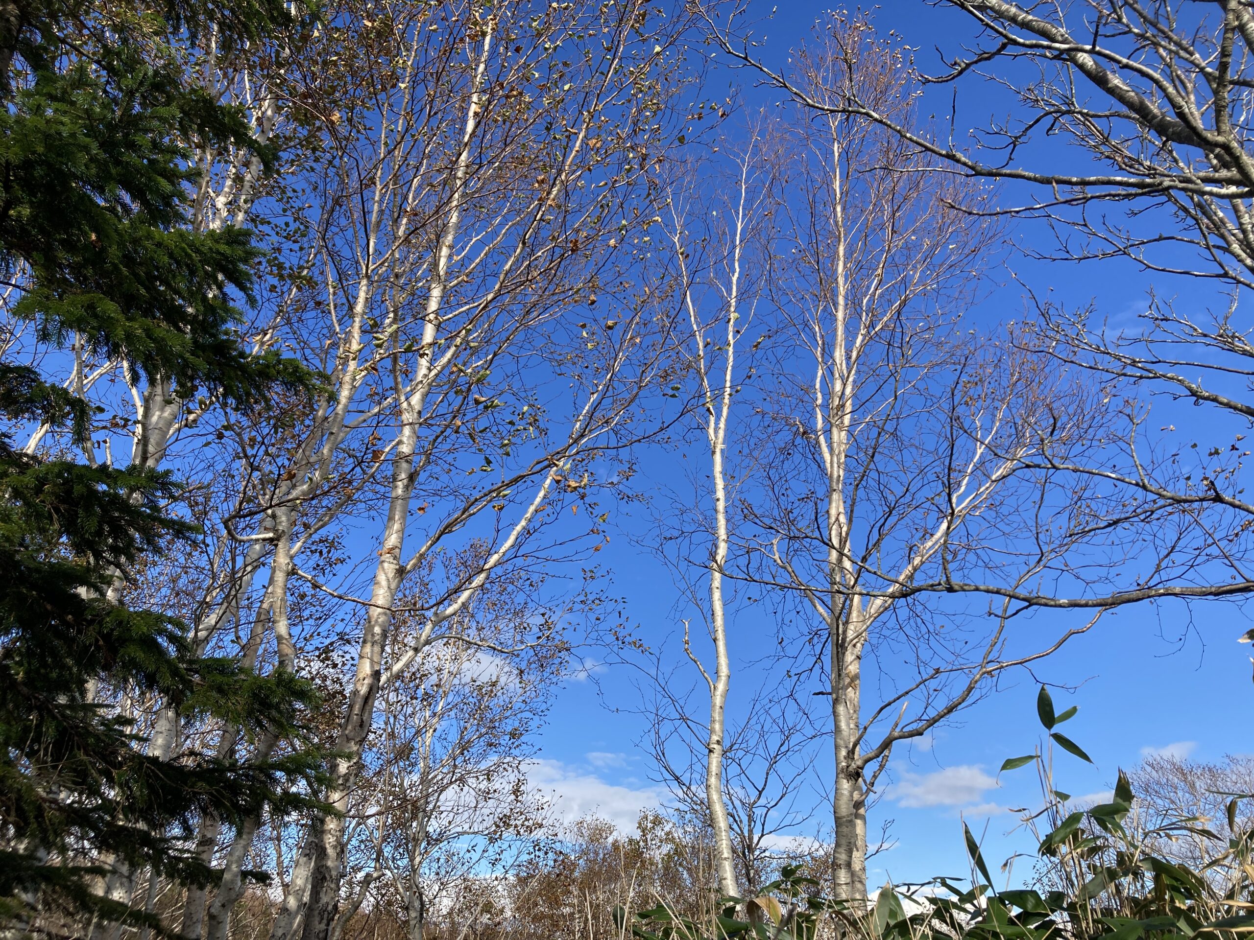 空沼岳登山