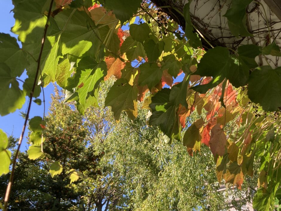 軒の夏蔦の紅葉