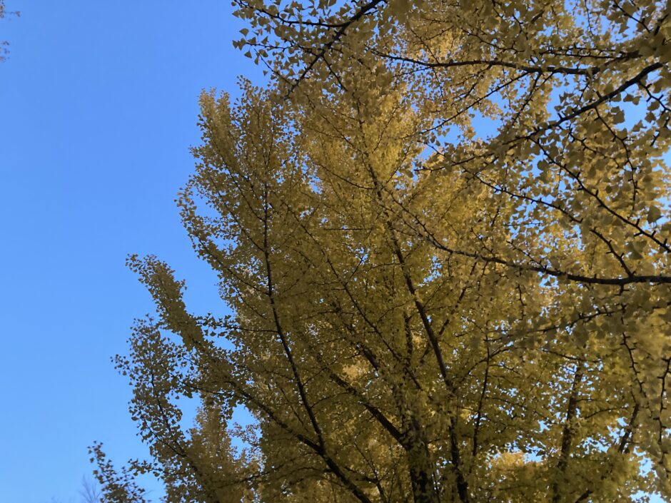 イチョウの紅葉と青空