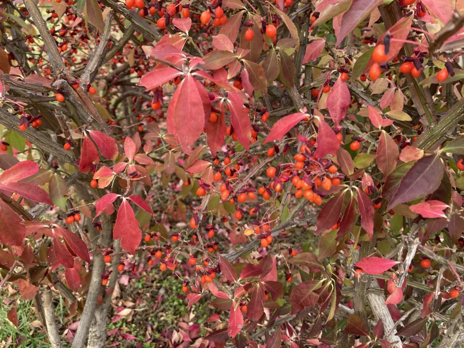 ニシキギの紅葉と果実