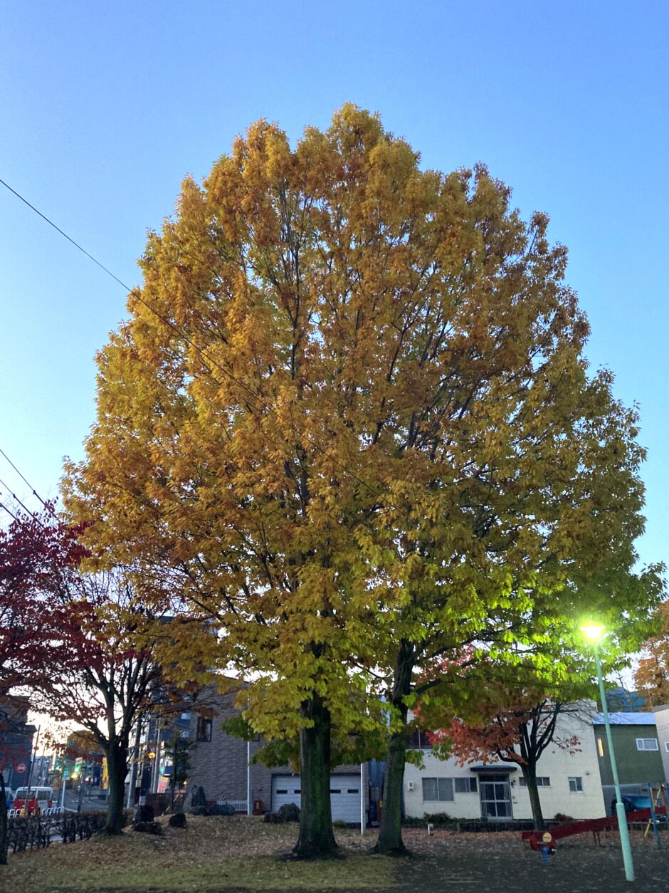 アメリカカシワの紅葉