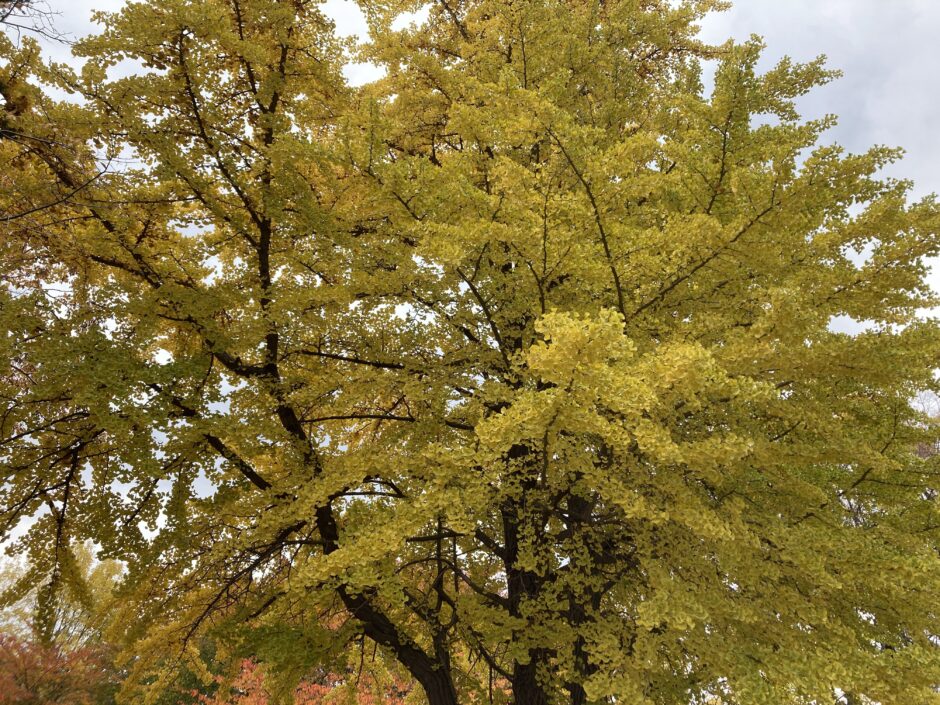 イチョウの紅葉