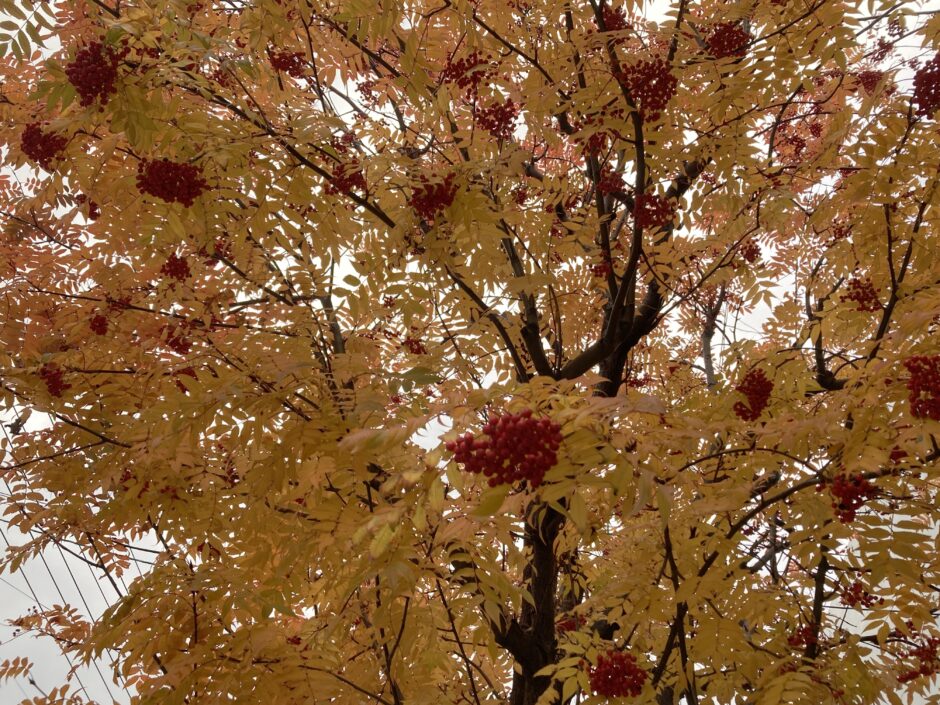 ナナカマドの紅葉