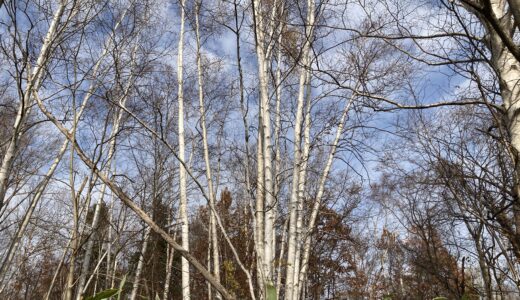 シラカバ shirakaba : Japanese White Birch