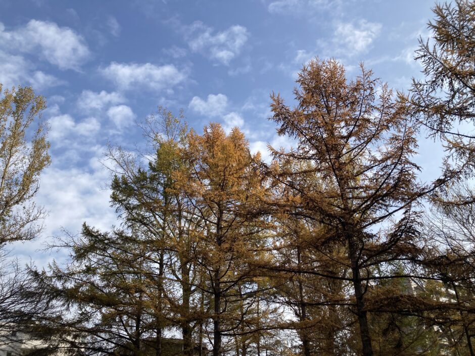 カラ松の紅葉