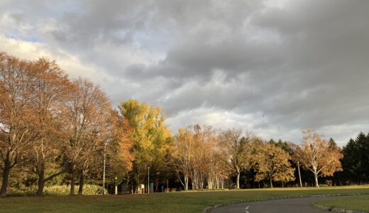 公園の紅葉