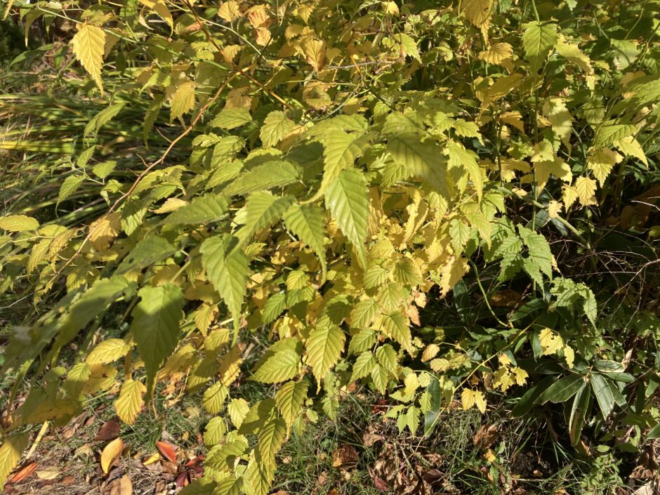 ヤマブキの紅葉