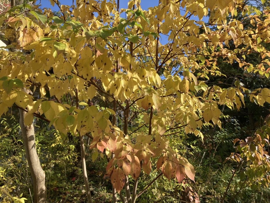 水木の紅葉