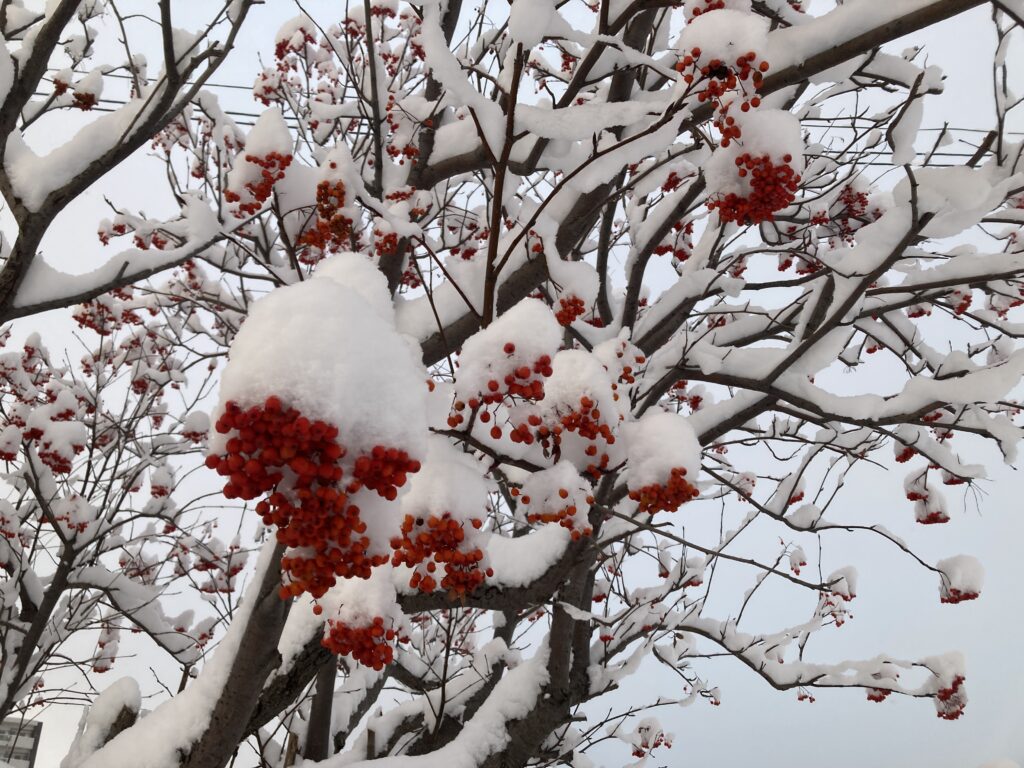 雪かぶりのナナカマド