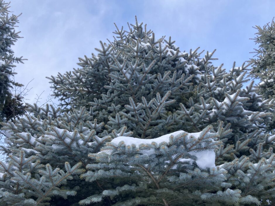 プンゲンストウヒの雪冠