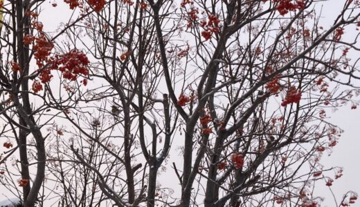 ナナカマドの実にツグミが集まる〜札幌の2月〜