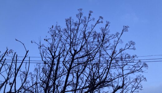 渡り鳥に食べられたナナカマドの実