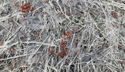 ナナカマドの実はもうついていない