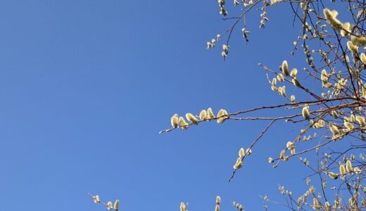 札幌市内にヤナギの花