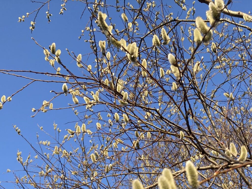 札幌でヤナギの花