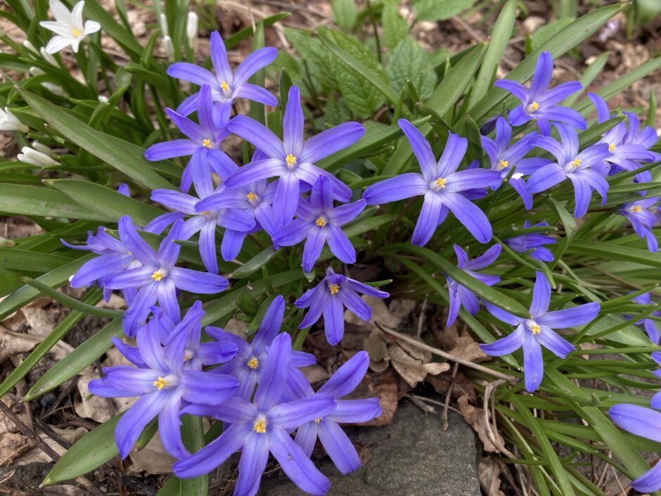 札幌でチオノドクサ開花