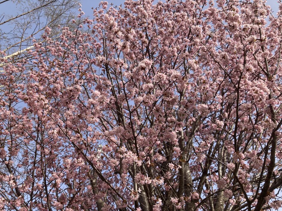 札幌でエゾヤマザクラ開花