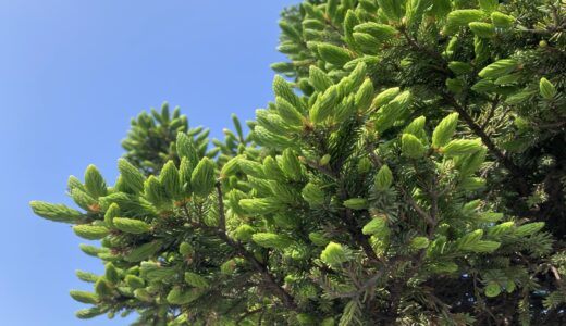 トドマツの新芽が鮮やか