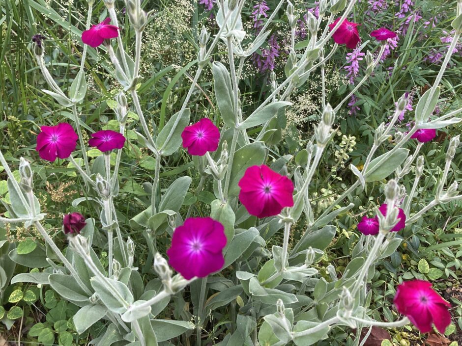 札幌でリクニスコロナリアが開花