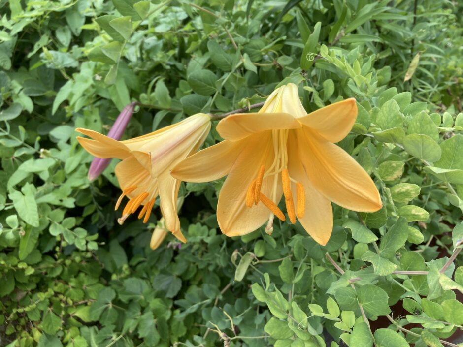 イエローの百合開花しました札幌で