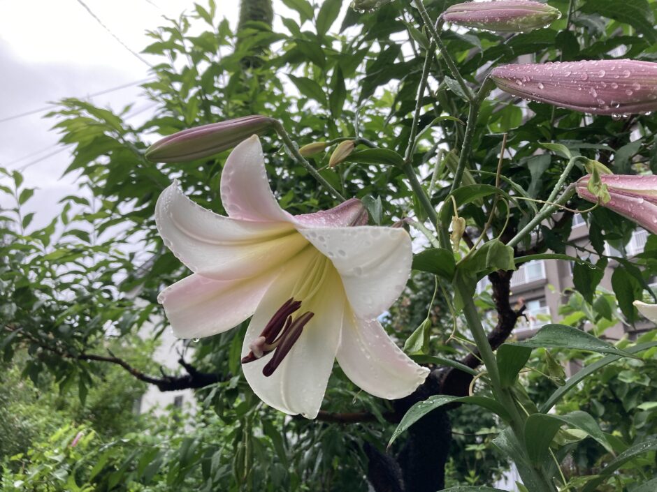 リーガルリリーが札幌で開花