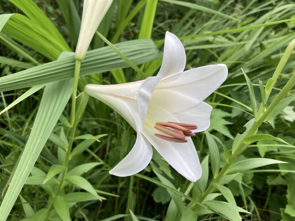 札幌でテッポウユリが開花