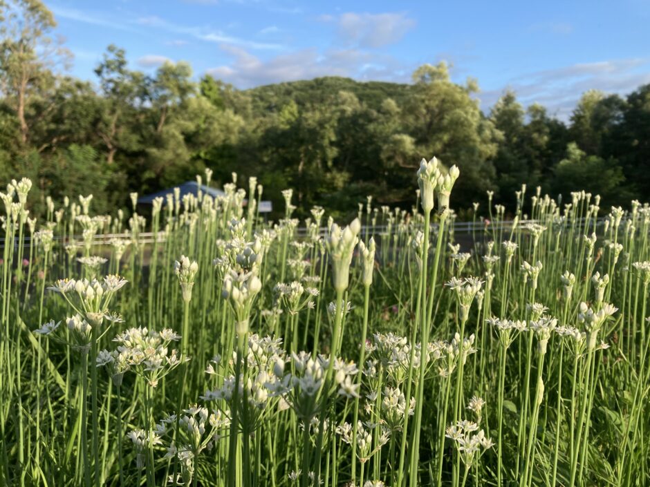 ニラの花