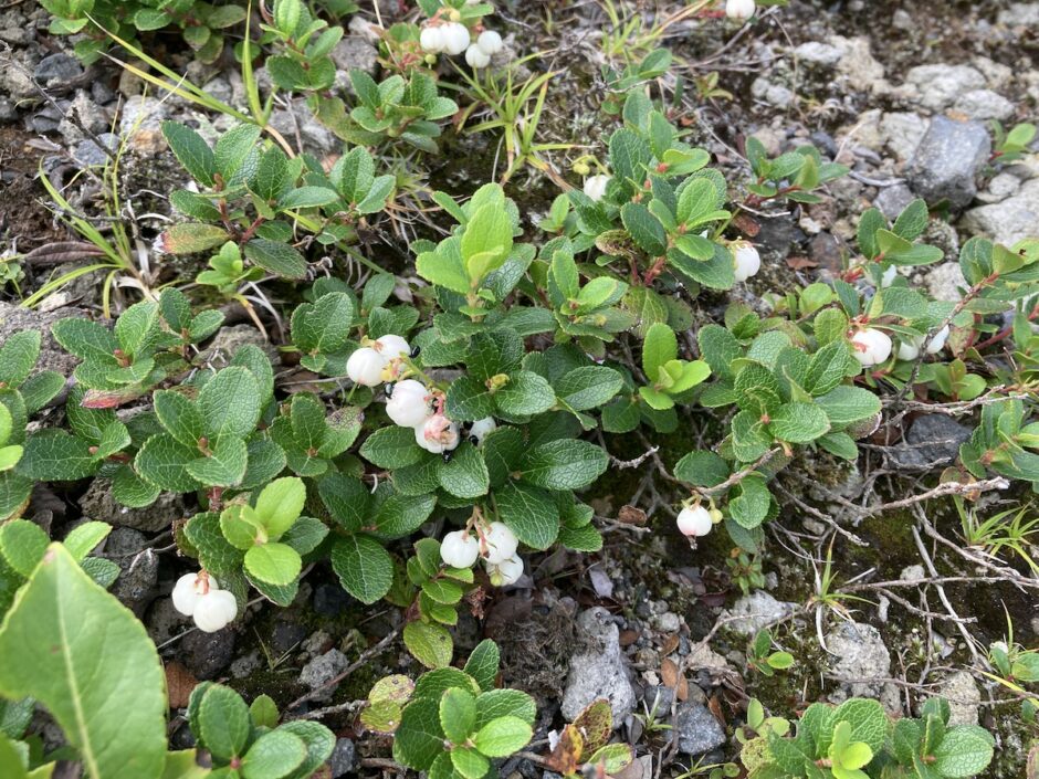 シラタマノキ札幌Flower樽前山登山お花畑-東山コース2023年9月3日